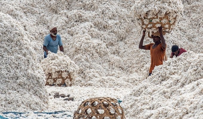 L’ultimo cortocircuito della tracciabilità: il caso Better Cotton