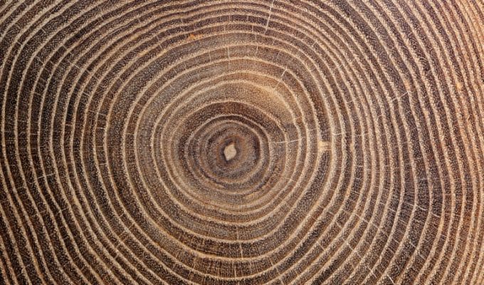 Tree rings for the Back to the Next of Lineapelle 100 