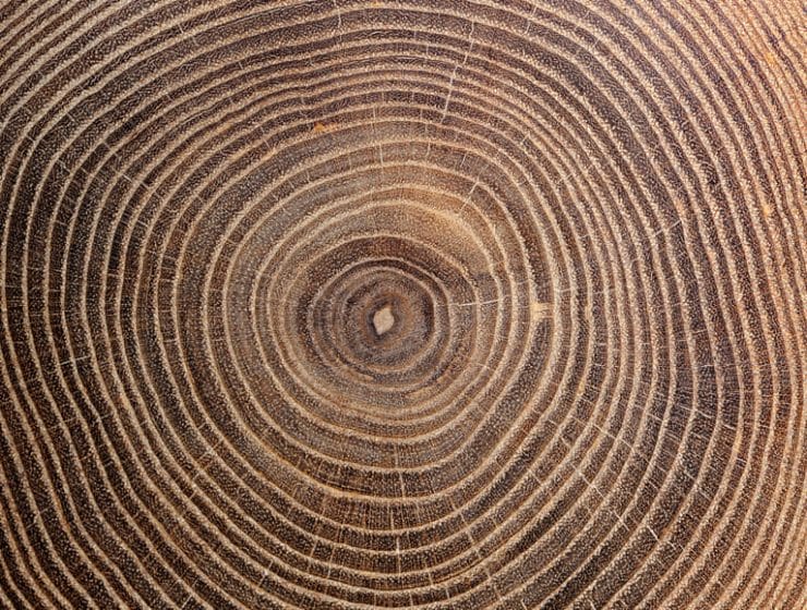 Tree rings for the Back to the Next of Lineapelle 100 
